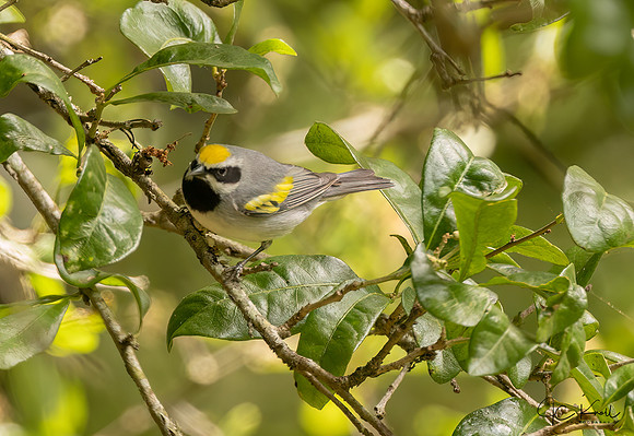 Golden=winged Warbler