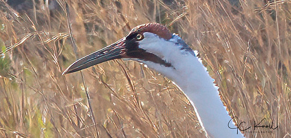 Whooping Crane