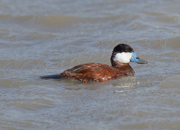 Ruddy Duck (M)