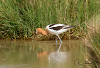 American Avocet