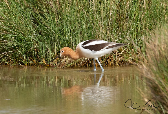 American Avocet