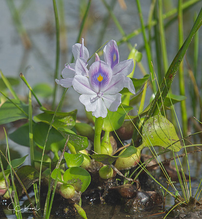 Water Hyacinth