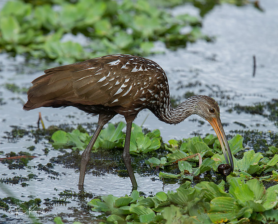 Limpkin