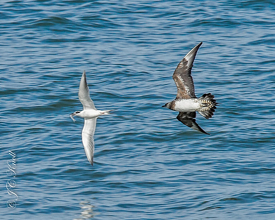Parasitic Jaeger chasing Forster's Tern