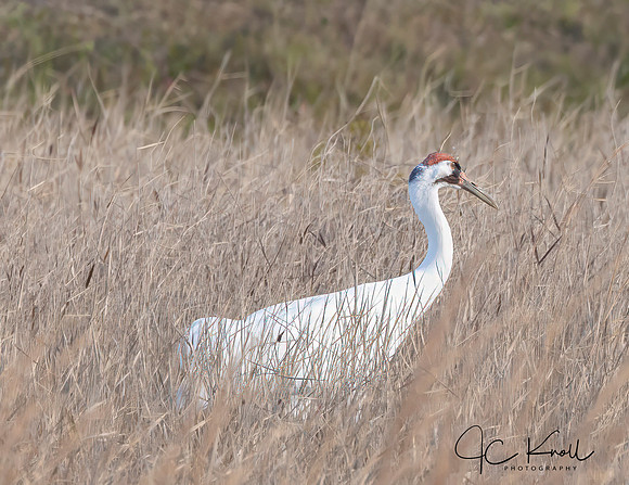 Whooping Crane