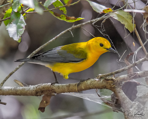 Prothonotory Warbler