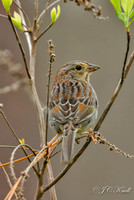 Bachman's Sparrow