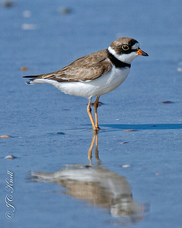 Semipalmated Plover