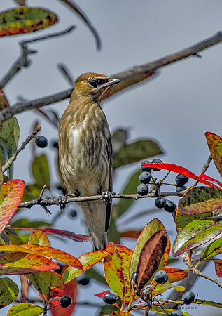 Cedar Waxwing (Imm)