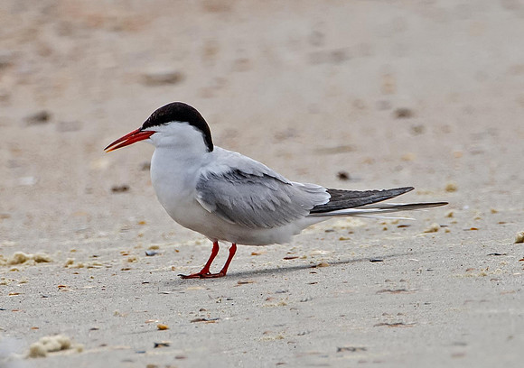 Forster's Tern