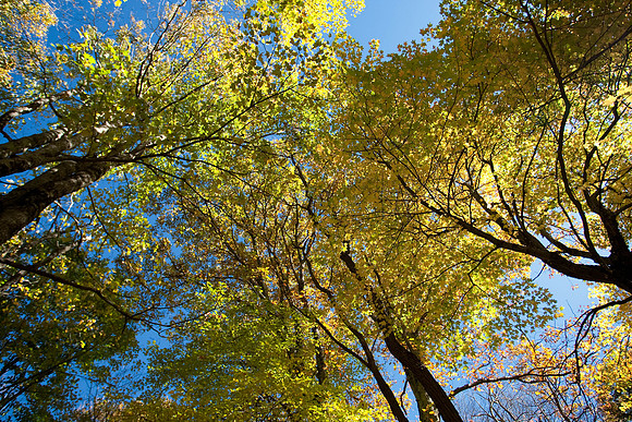 More colored leaves