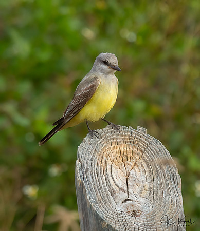 Western Kingbird