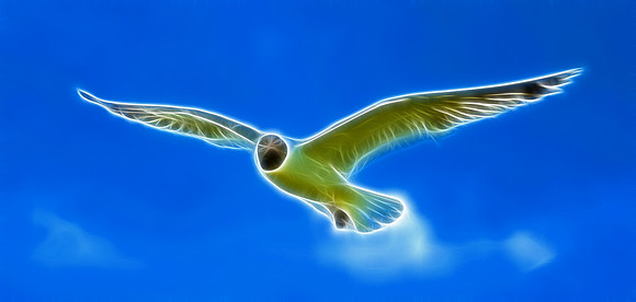 Laughing Gull