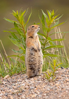 Arctic Ground-squirrel