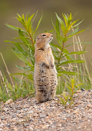 Arctic Ground-squirrel