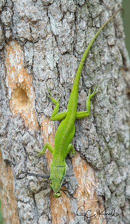 Green Anole