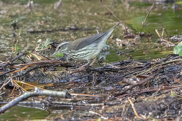 Northern Waterthrush