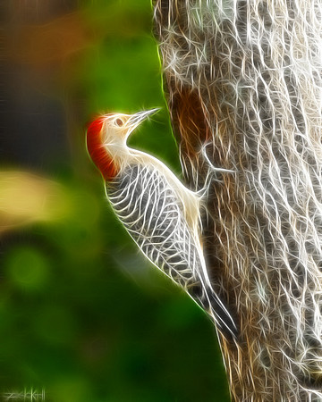 Red-bellied Woodpecker