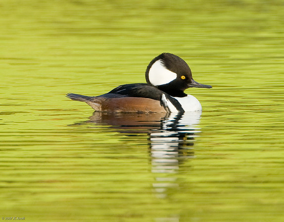 Hooded Merganser