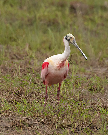 Roseate Spoonbill