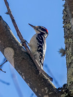 Hairy Woodpecker (M)