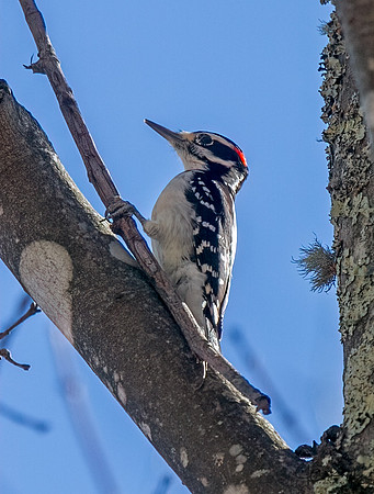Hairy Woodpecker (M)
