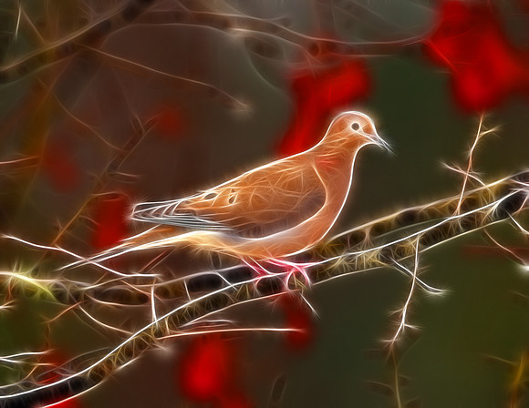 Mourning Dove