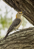 Golden-fronted Woodpecker