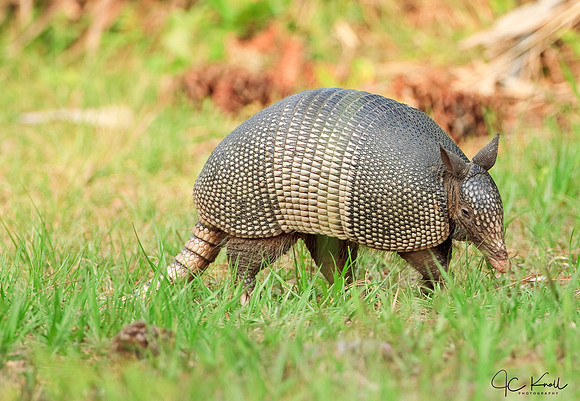 Nine-banded Armadillo
