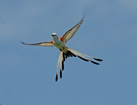 Scissor-tailed Flycatcher