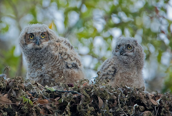 Great Horned Owlets