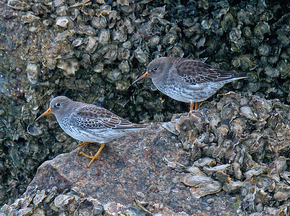 Purple Sandpiper