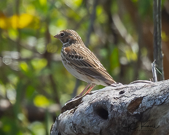 Vesper Sparrow