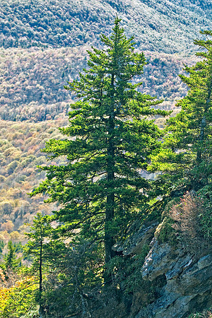 Grandfather Mountain