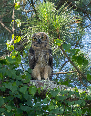Great Horned Owl (Juv)