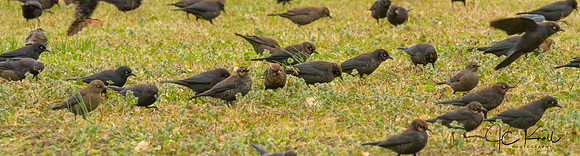 Rusty Blackbird
