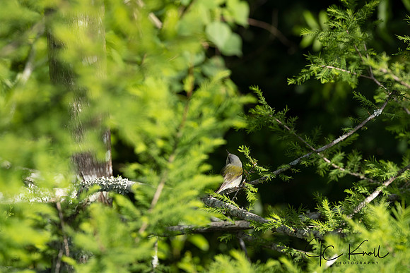 Tennessee Warbler