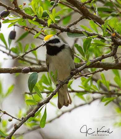 Golden-winged Warbler