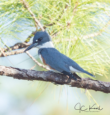 Belted Kingfisher (F)