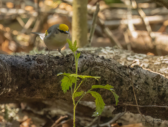 Golden-winged Warbler