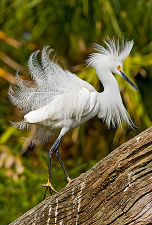 Snowy Egret