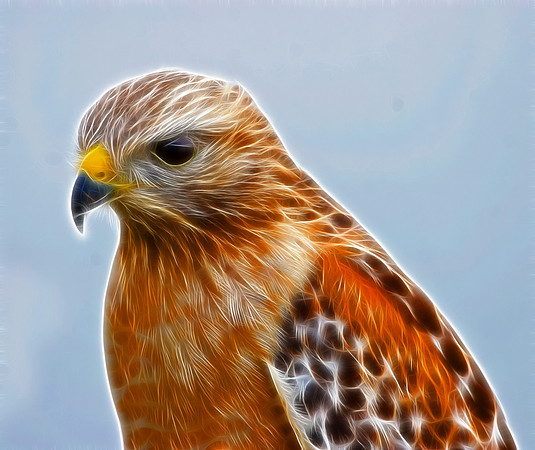 Red-shouldered Hawk