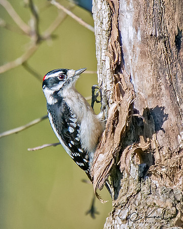 Downy Woodpecker (M)