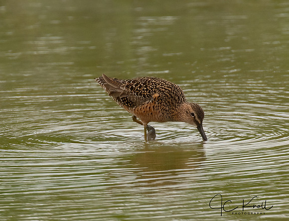 Long-billed Dowitcher