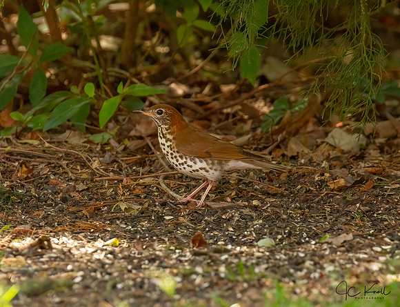 Wood Thrush
