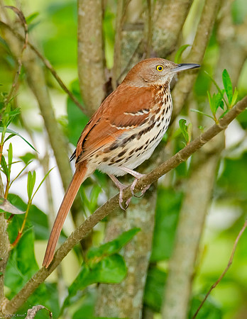 Brown Thrasher