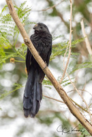 Groove-billed Ani