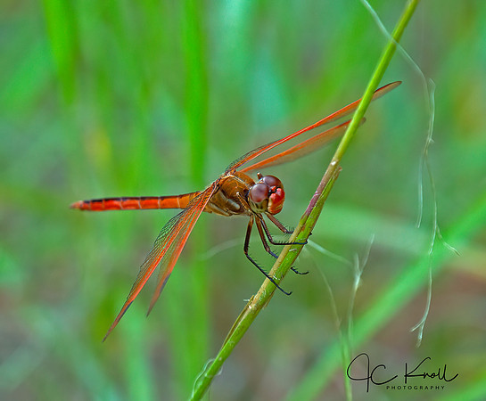 Needham's Skimmer