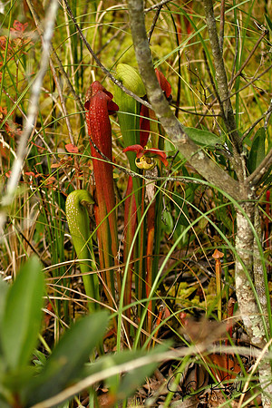 Pitcher Plant