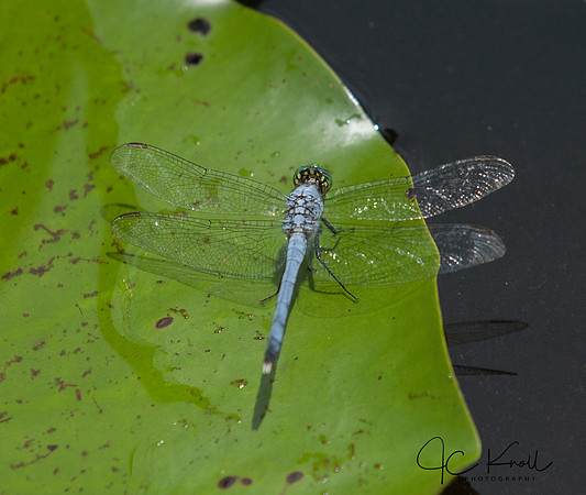 Great Blue Skimmer